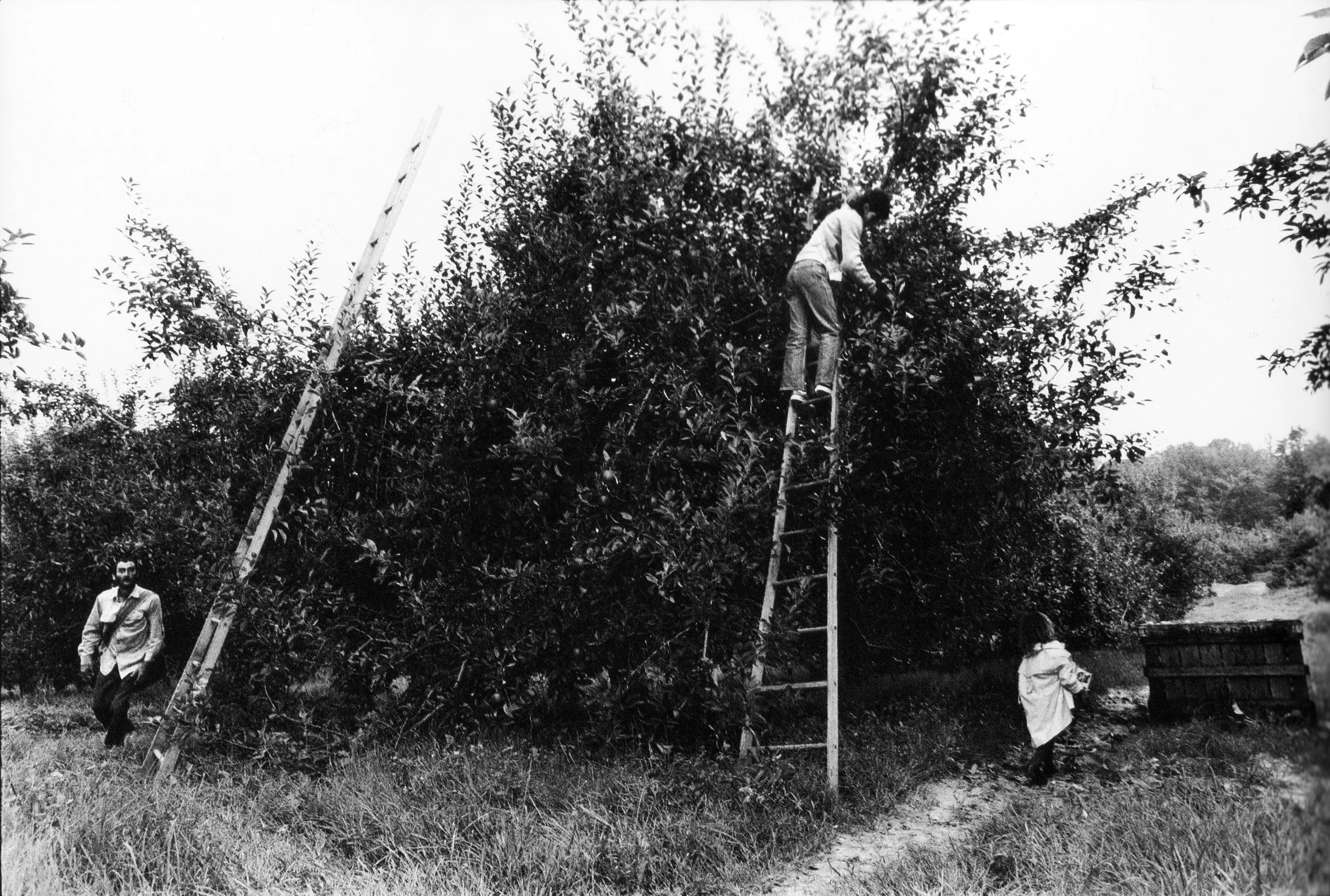 L.H., Linda, and Tina Michelle picking apples, near Dana, NC.