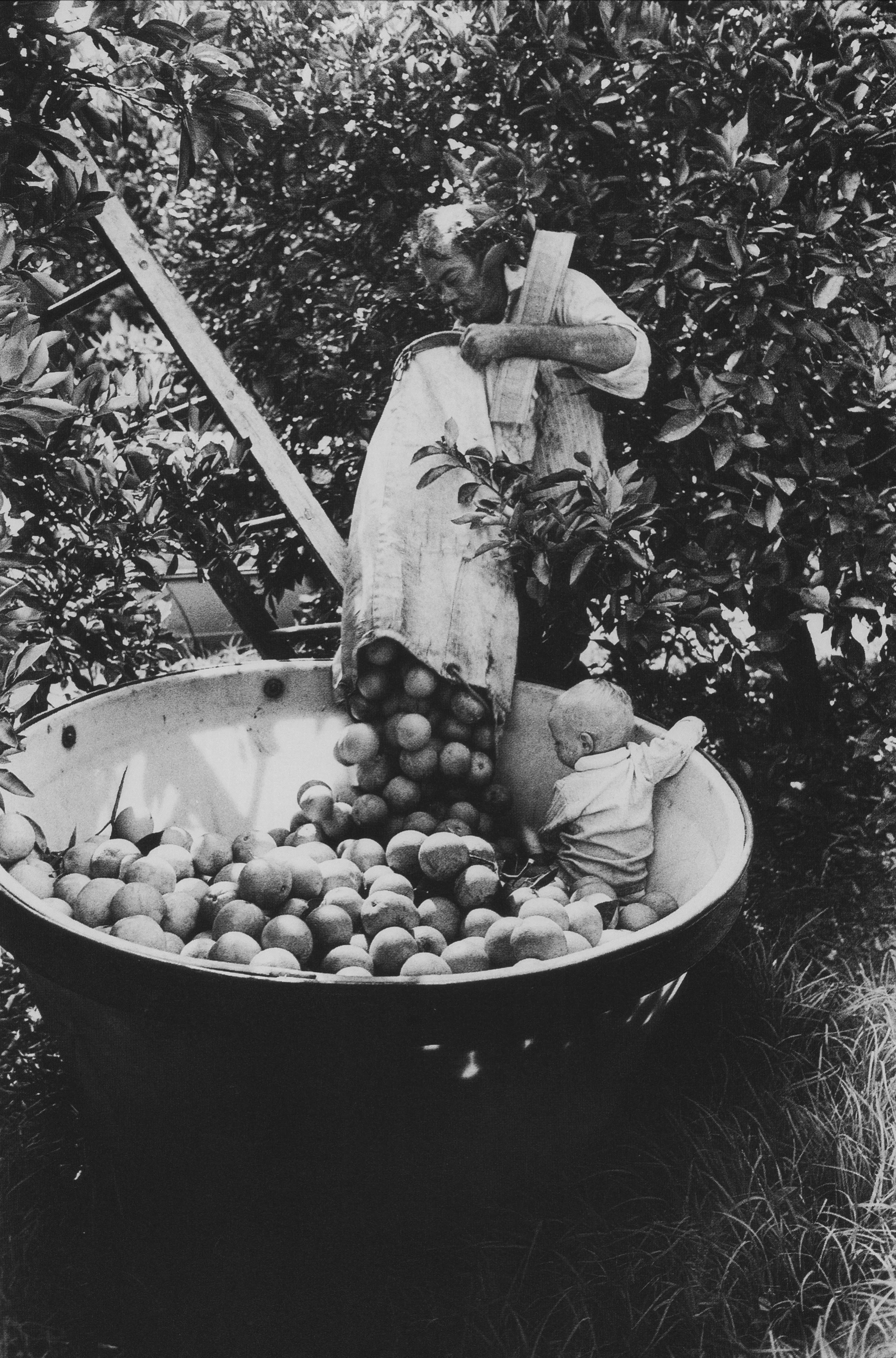 Calvin Tindal emptying citrus pick sack while Shannon watches oranges fall into plastic tub, Loxahatchee, FL