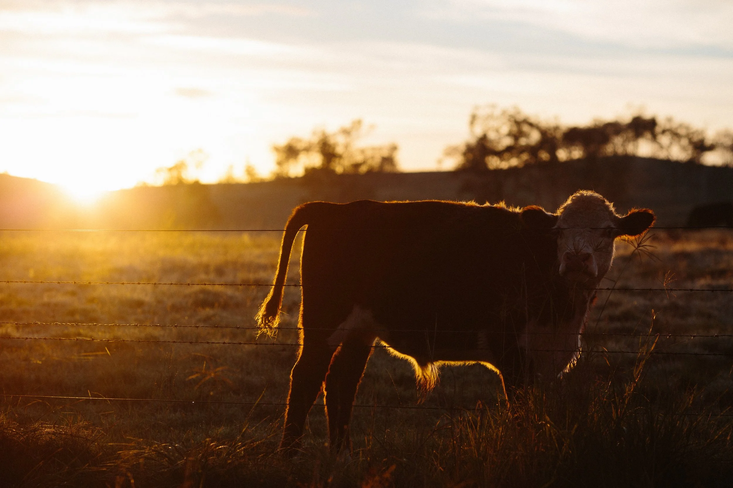 Cattle.jpg