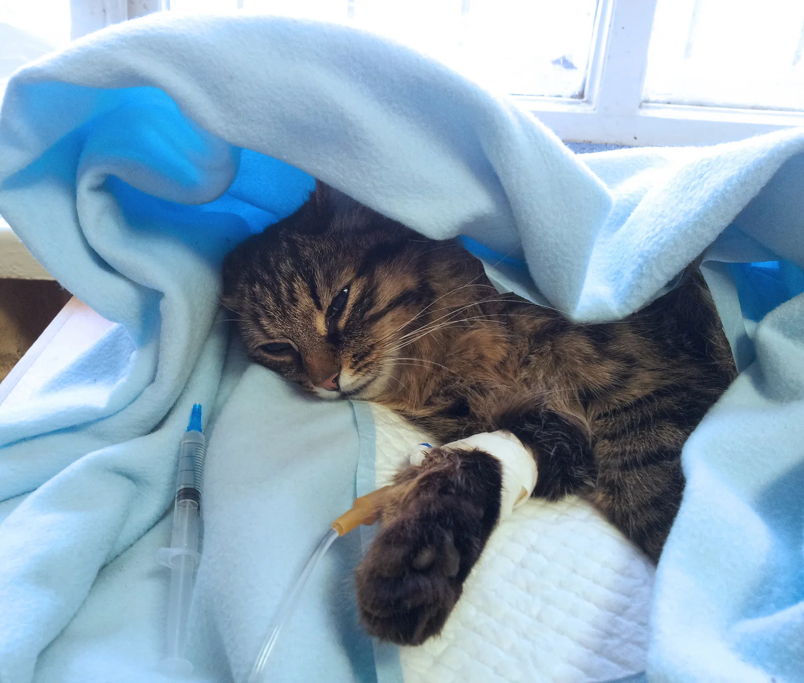 Port-Orchard-Animal-Clinic_Dr-Liz-Oien-DVM_Veterinarian_pet-care_cat_surgery.jpg