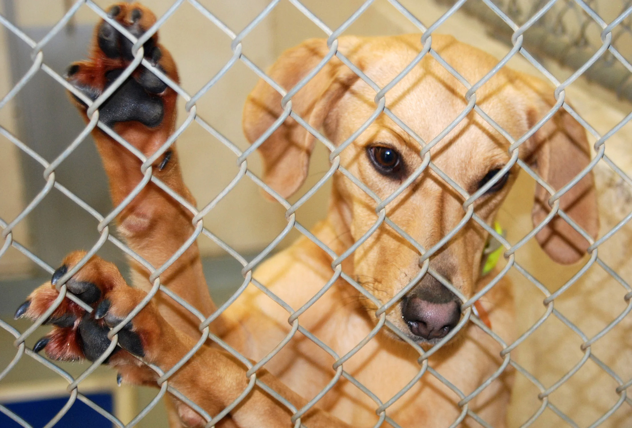 Port-Orchard-Animal-Clinic_Dr-Liz-Oien-DVM_Veterinarian_pet-care_no-microchip.jpg