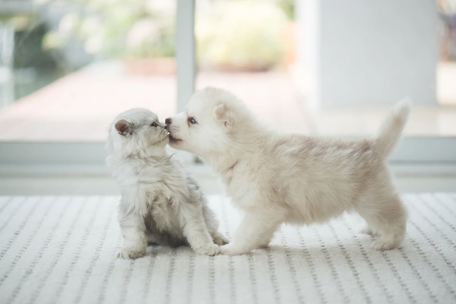 Port-Orchard-Animal-Clinic_Dr-Liz-Oien-DVM_Veterinarian_pet-care-puppy_kitten.jpg