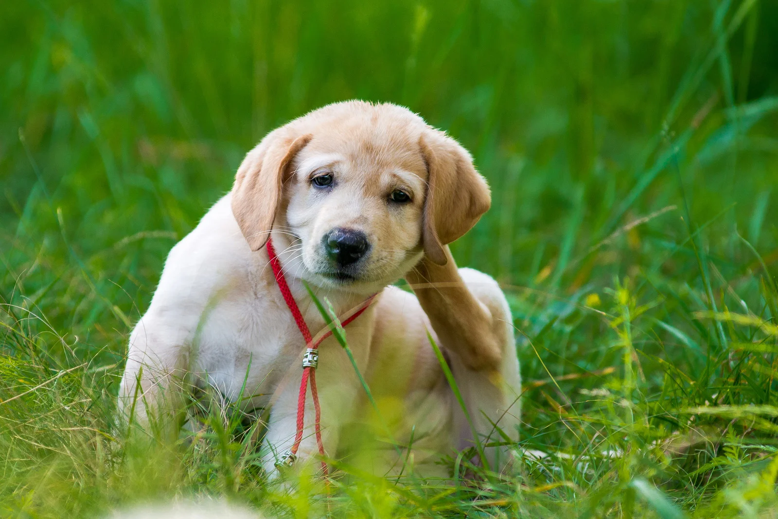Port-Orchard-Animal-Clinic_Dr-Liz-Oien-DVM_Veterinarian_pet-care-fleas.jpg