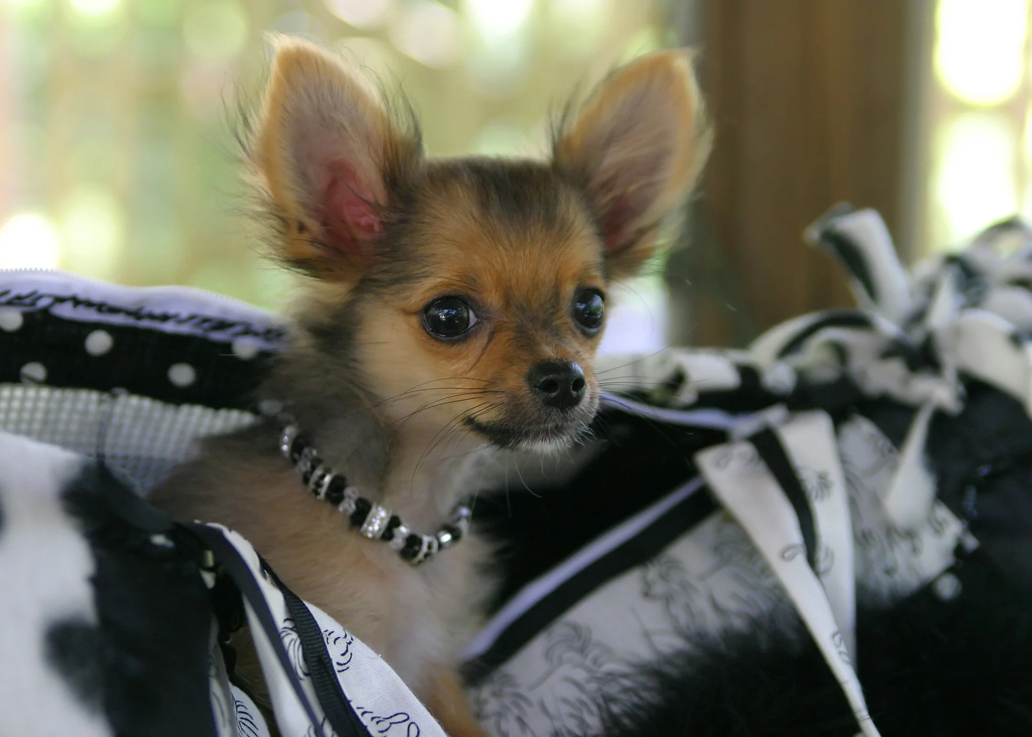 bigstock-Pocket-Puppy-69574.jpg