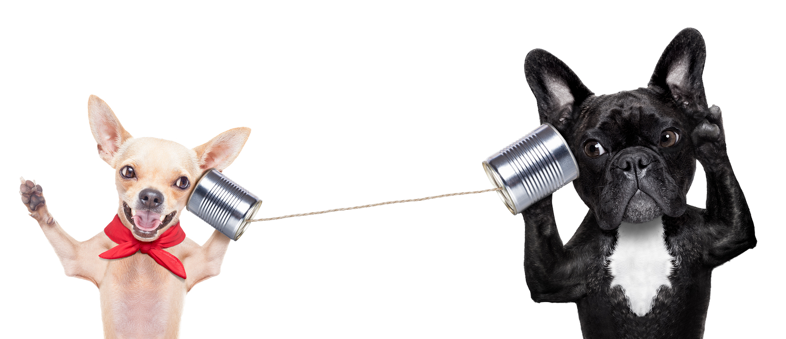 bigstock-Couple-Of-Dogs-On-The-Phone-83607164.jpg