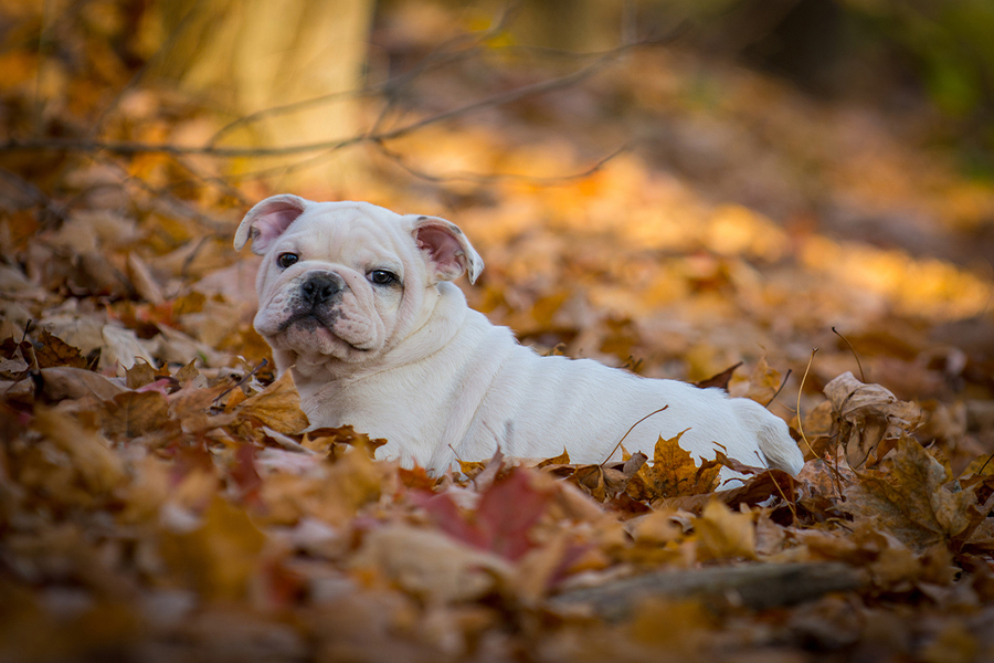 pet-bulldog-healthy-care-exam.jpg