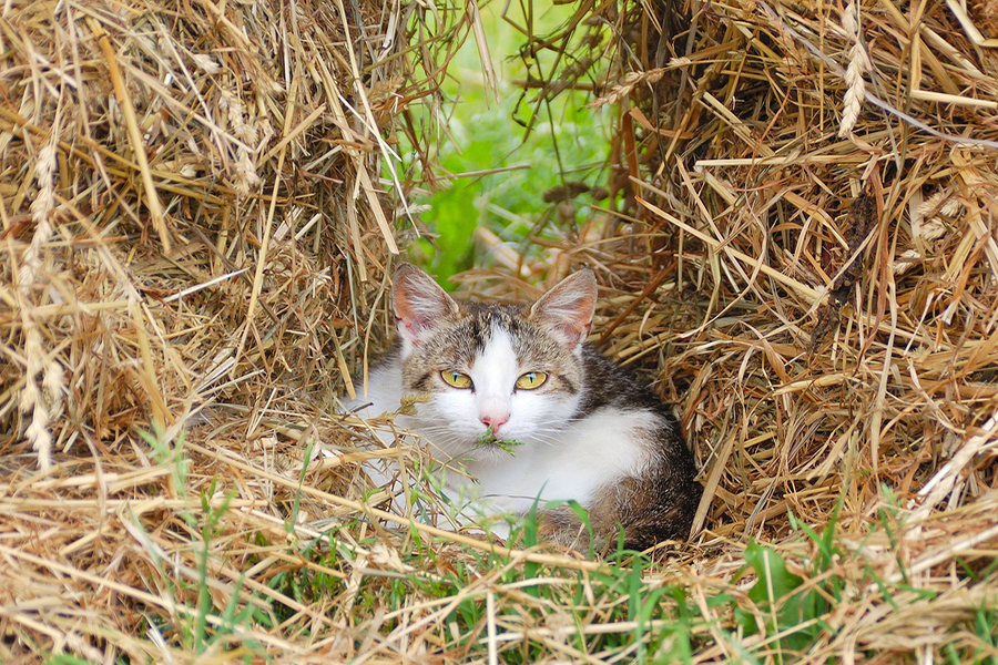 Port-Orchard-veterinary_outdoor-cat-care.jpg