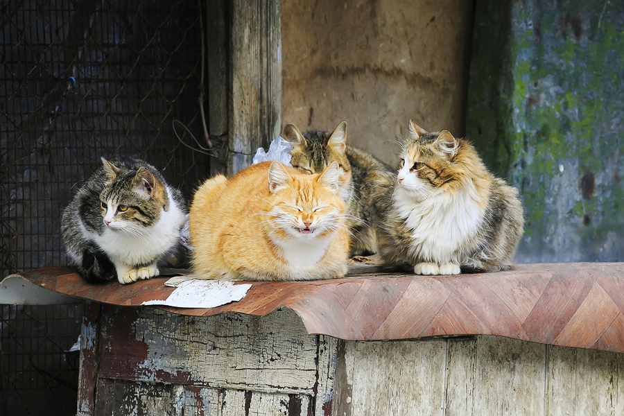 outdoor-cats-spay-neuter-port-orchard-animal-hospital.jpg