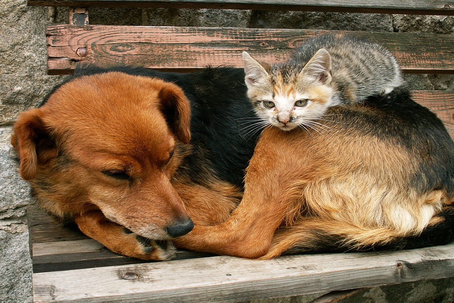 kitten-with-dog_pet-care.jpg