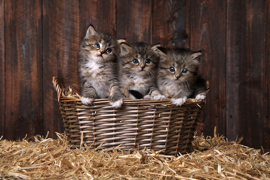 kitten-wellness-exam-liz-oien.jpg