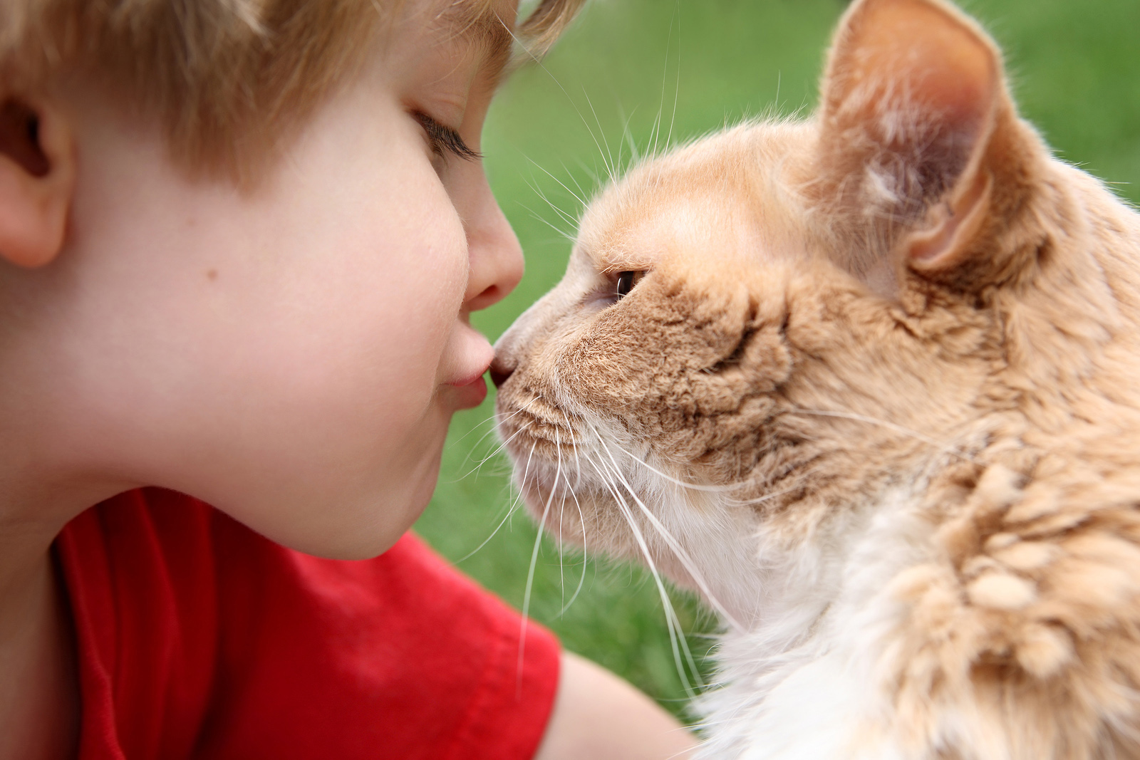 cat-love-veterinary-care.jpg