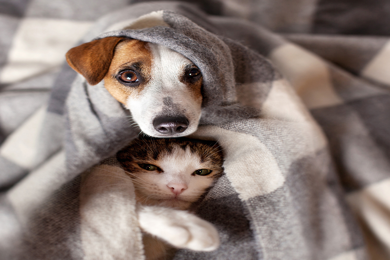 dog-cat-love-medical-care-vet.jpg