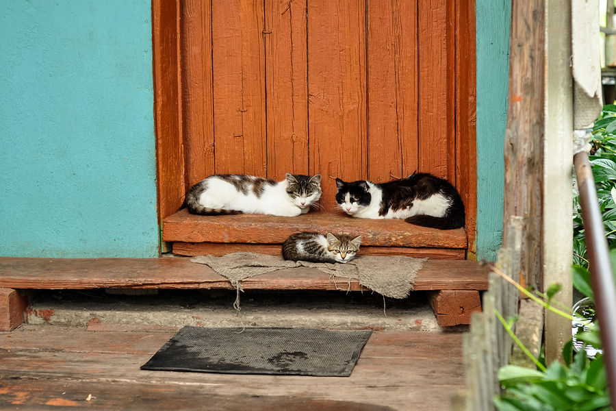 Cat-kitten-vaccination.jpg