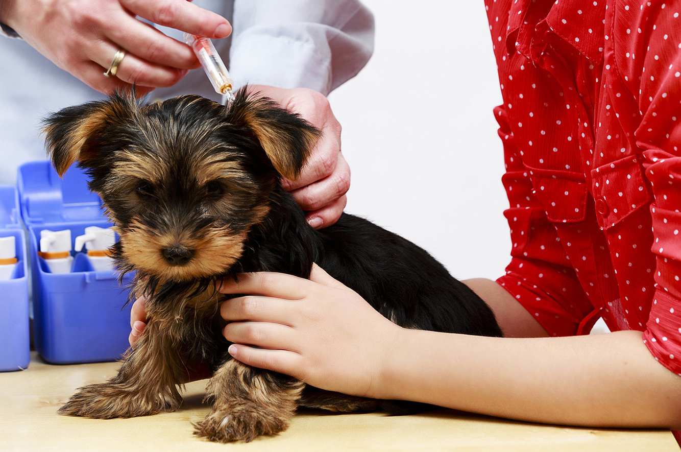 Vaccines We recognize that not all pets have the same risk factors and that each pet has a unique lifestyle. Dr. Liz will work with you to customize a vaccination schedule which fits the lifestyle of your pet. LEARN MORE