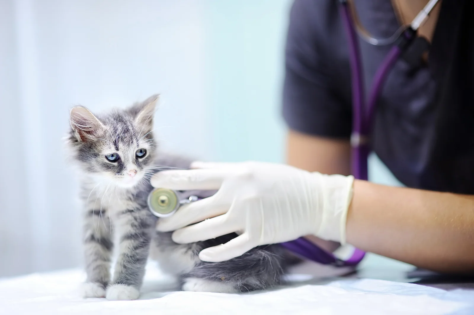 Kittens and Puppies Congratulations! You have a new friend in the house! There's so much to learn about proper care and health for your tiny sweetheart. LEARN MORE