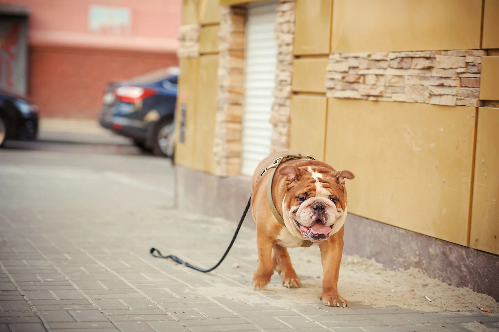 Microchips Each year, 1 in 3 pets go missing and unfortunately many don’t make it back home. Luckily, by using a microchip, we now have a way to identify your pet without tags. LEARN MORE