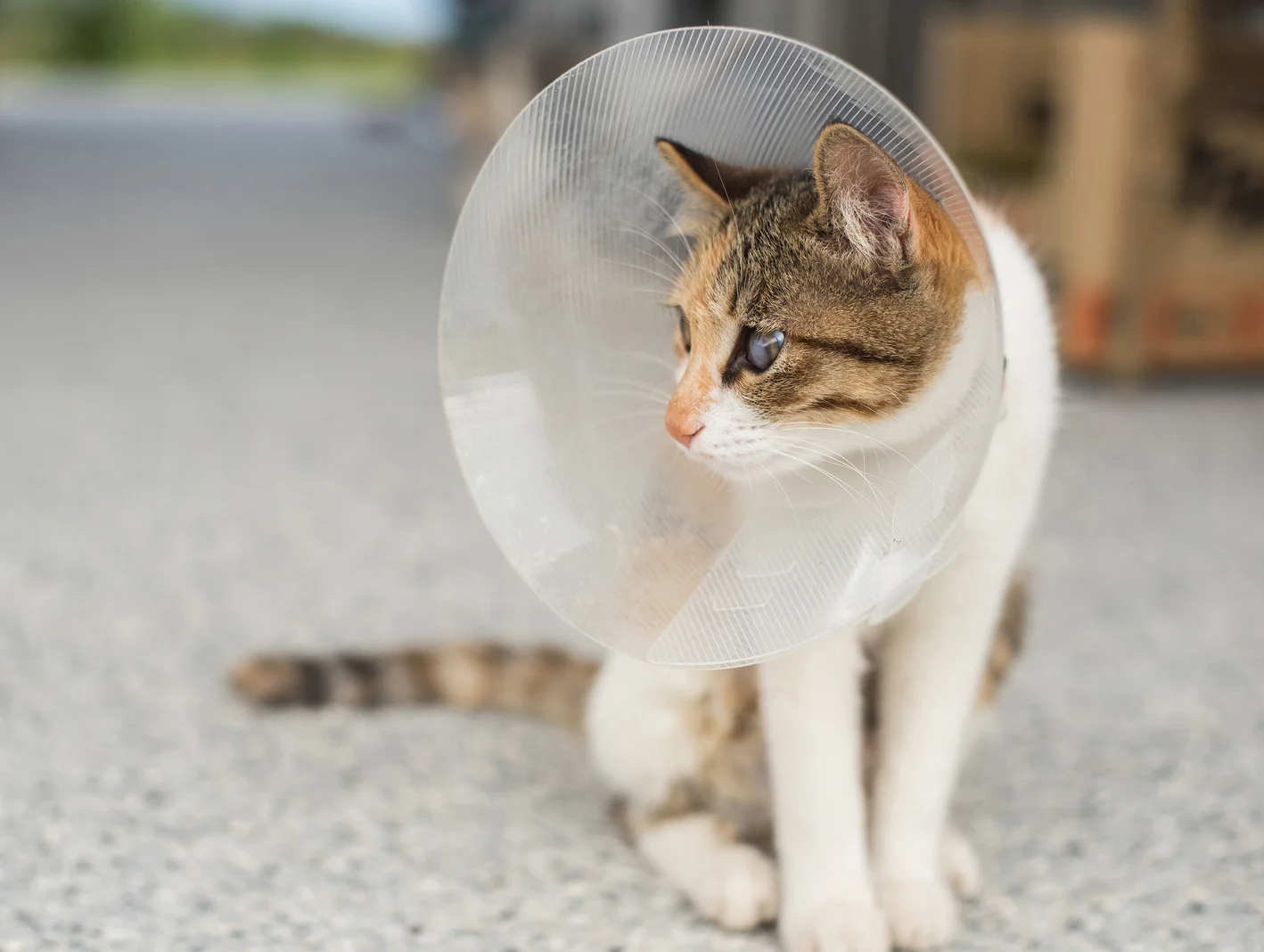 Surgery & Orthopedics Caring for your pet through surgery is Dr. Liz's specialty and passion. As a full-service clinic, we offer a wide array of soft tissue surgeries. We also have an orthopedic surgeon (bone doctor) available for your surgical consultation - no need to go elsewhere! LEARN MORE