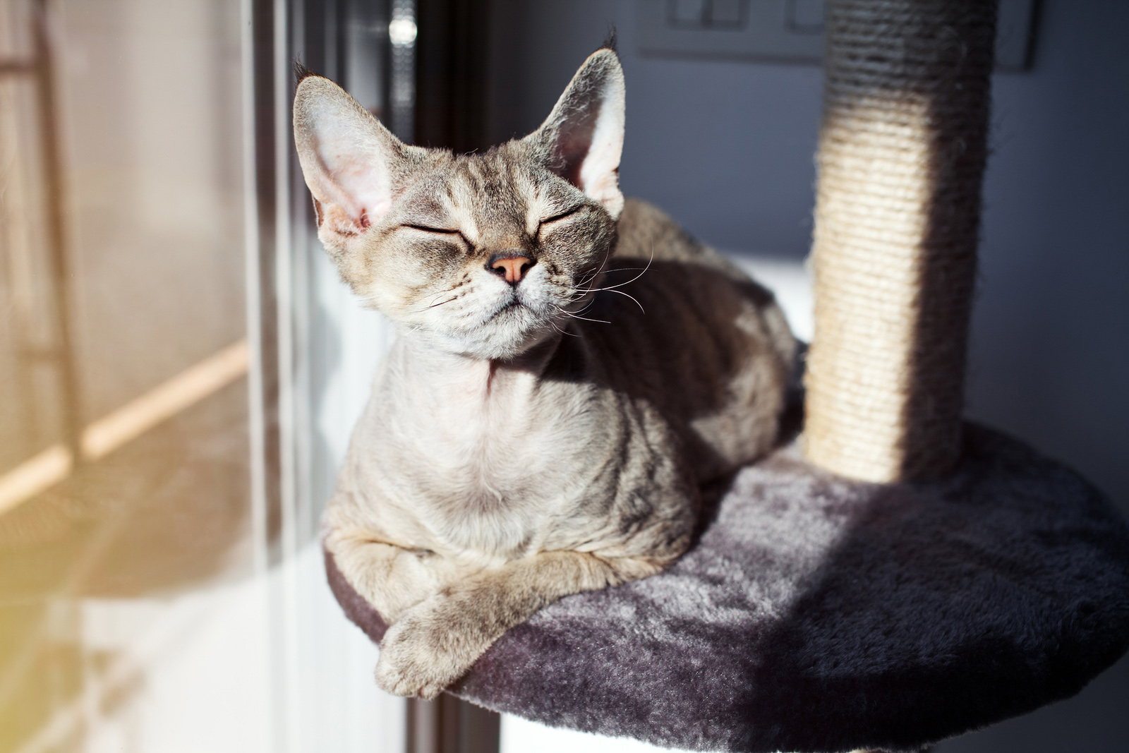 cat-kitten-health-veterinarian-port-orchard.jpg