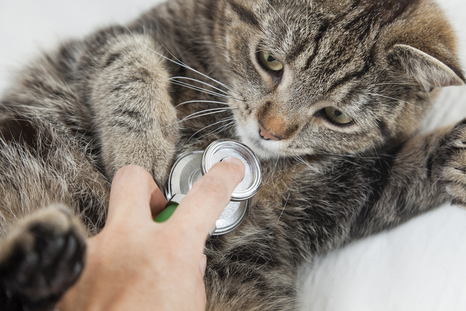 cat-dog-puppy-kitten_wellness-exam-checkup.jpg