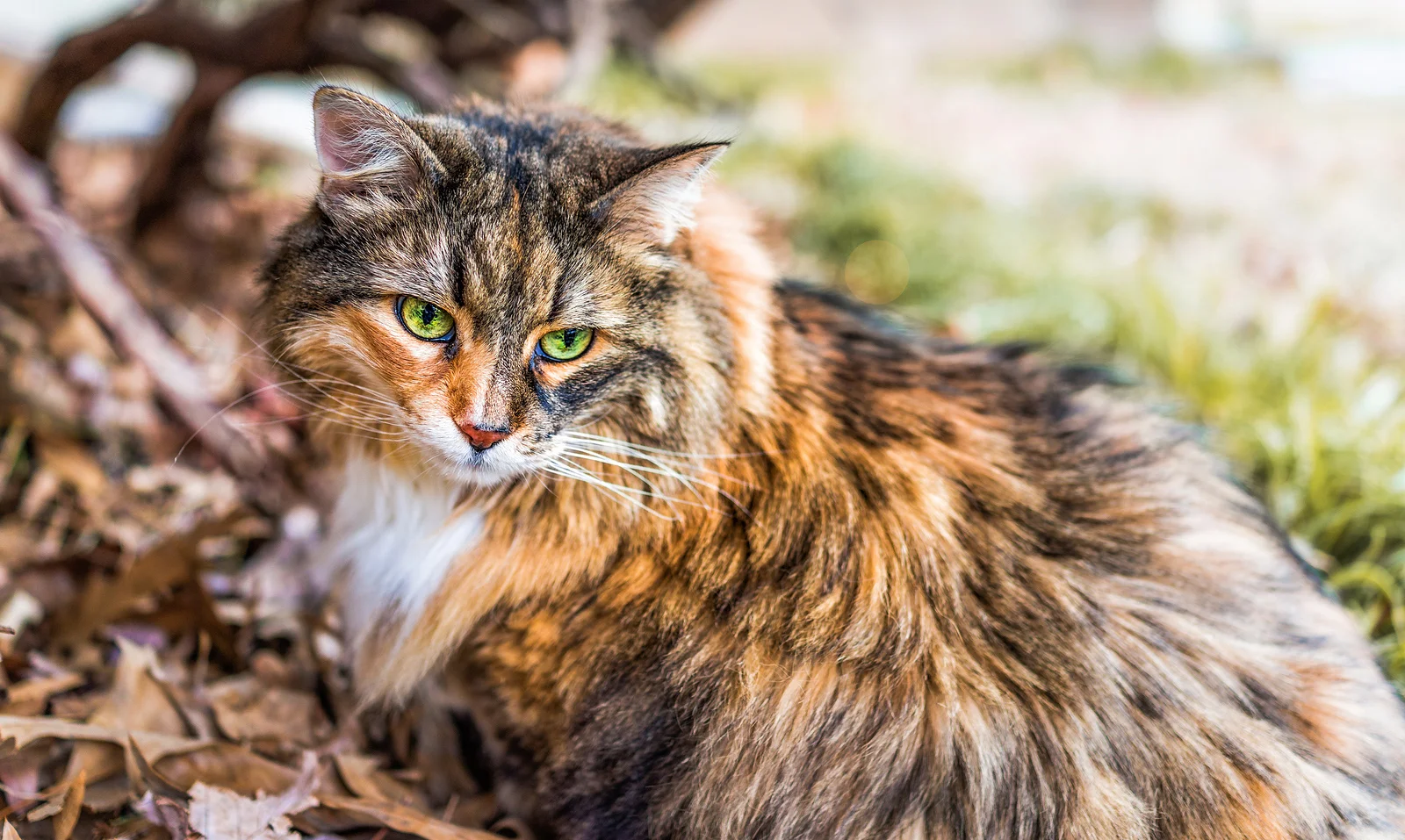 I highly recommend Dr. Liz and Port Orchard Animal Clinic! They are skilled and caring people, and their fees are quite reasonable as well. After many years using another clinic, I brought my elderly calico fraidy-cat Fiona to this practice. I couldn't be more pleased. The staff is very compassionate, caring and gentle. They made sure my cat would feel as secure as possible and not scared by other animals. Dr. Liz listened to all my concerns, carefully reviewed Fiona's recent tests and history, and made excellent recommendations. She did not just try to sell me every service I might be willing to pay for; instead, she focused on what was appropriate, necessary, and in the best interests of the animal. Kim, the veterinary nurse, is very skilled and was wonderful with my cat. If you are looking for a new veterinarian, or even just a second opinion, you should check out this practice. They are wonderful people. - Cynthia Wooten