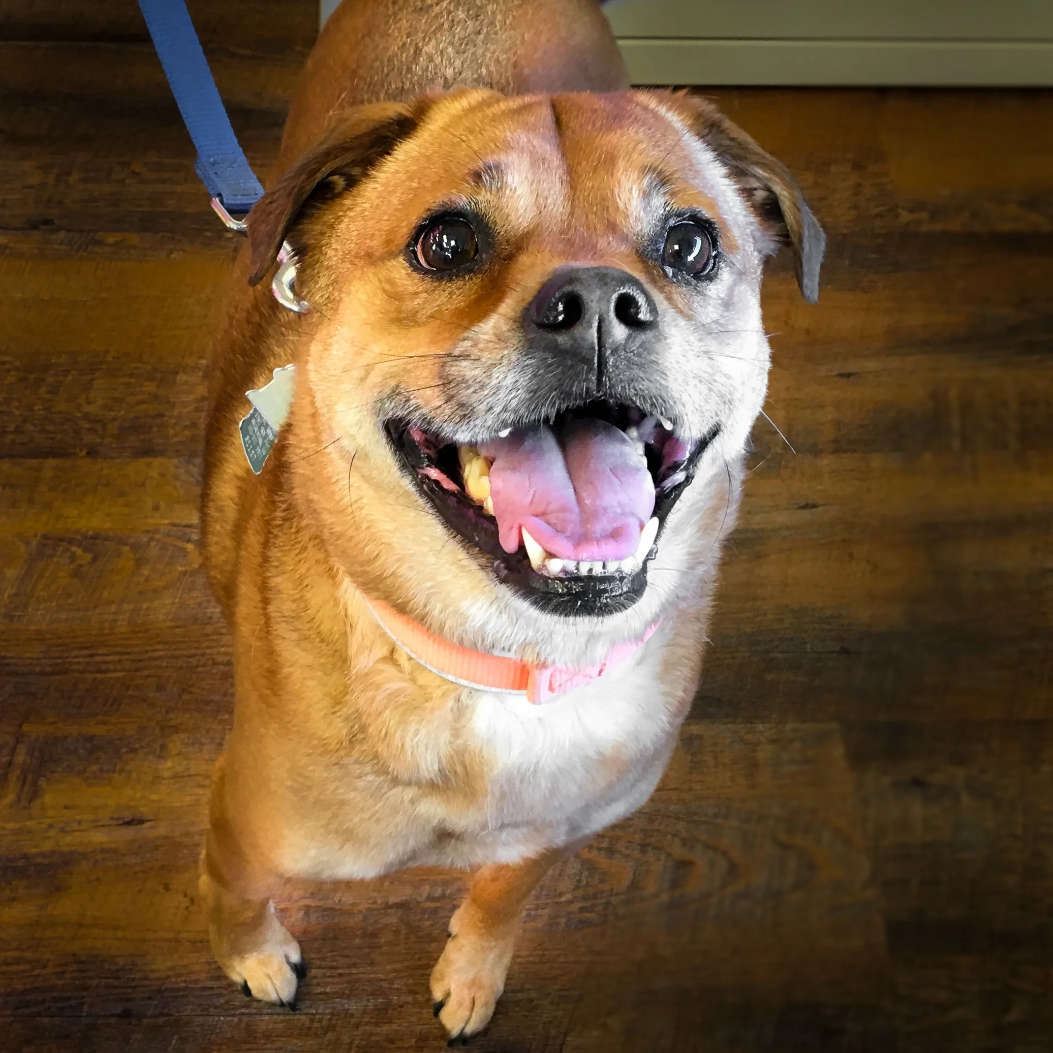 Maya-Hunter-port-orchard-animal-clinic.jpg