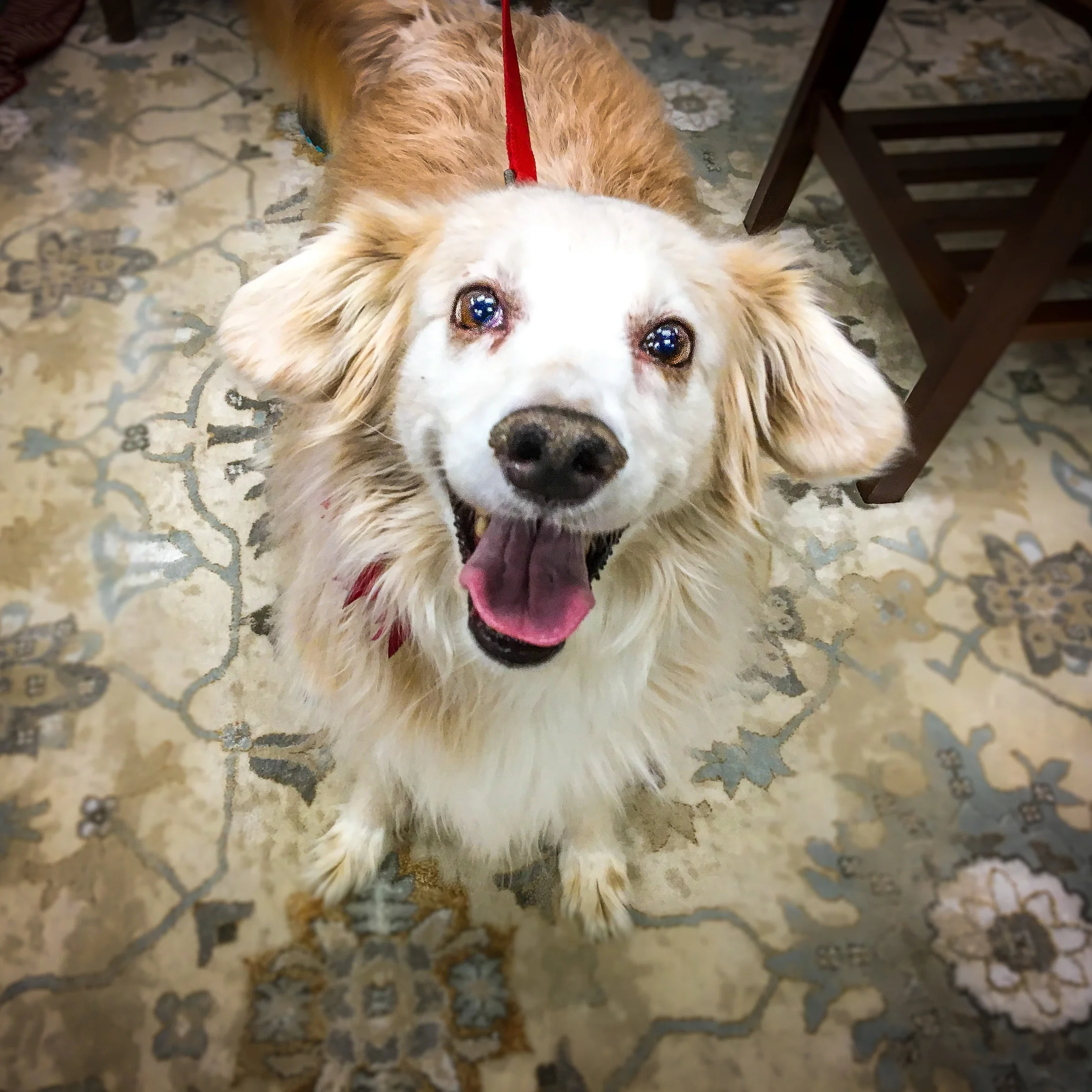 Sophie-port-orchard-animal-clinic.jpg