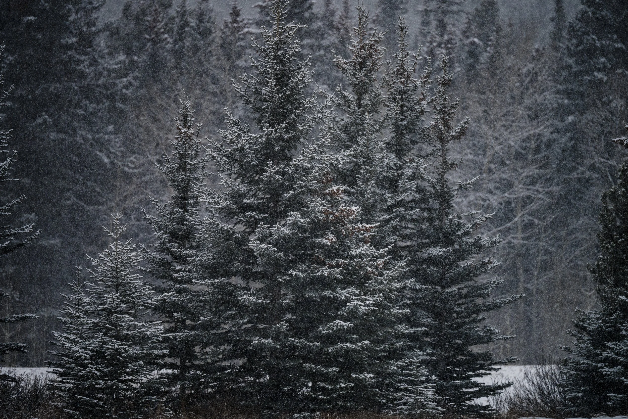 banff11.jpg