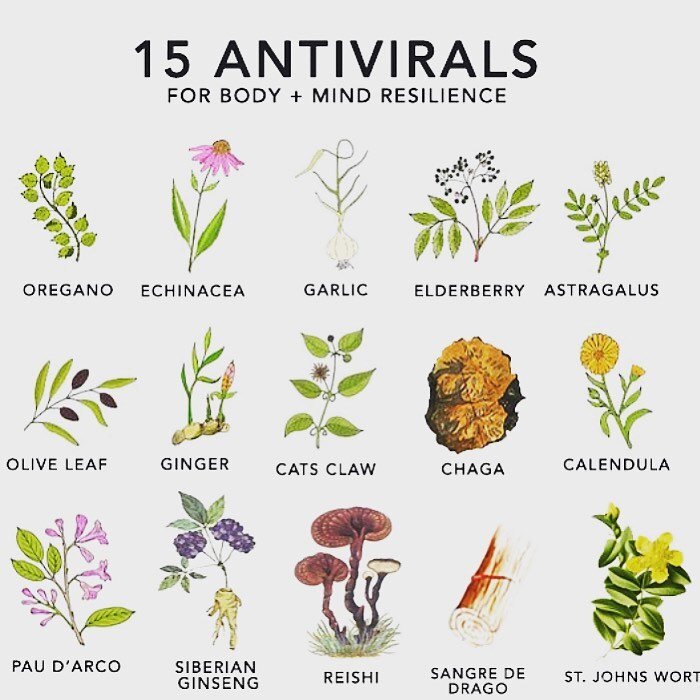 here is a list of some healing plants you may need in these times of taking extra precautions for immune boosters. stay well + take care of each other. ✌🏽💚🌱
