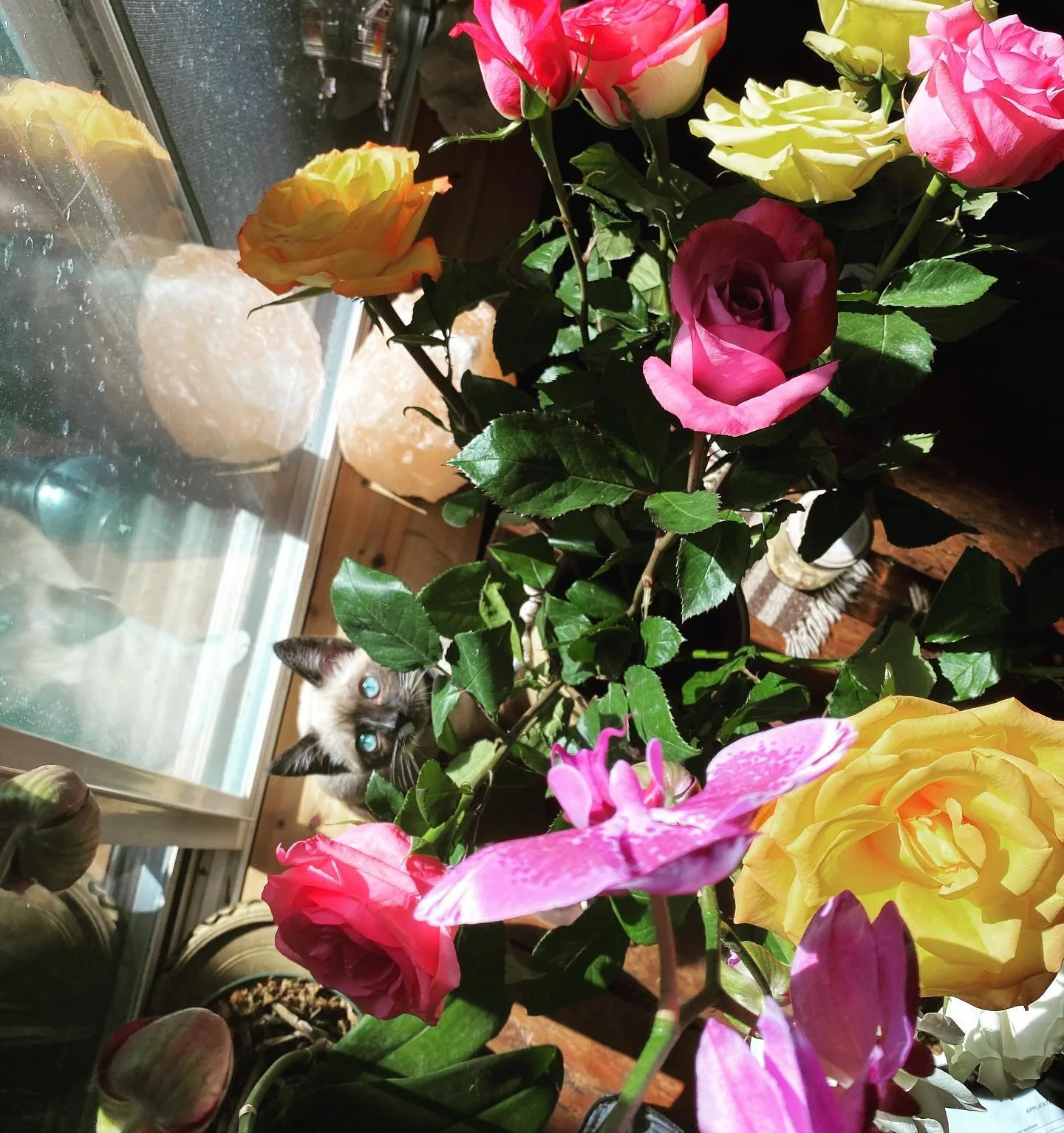 home grown roses and kittens!