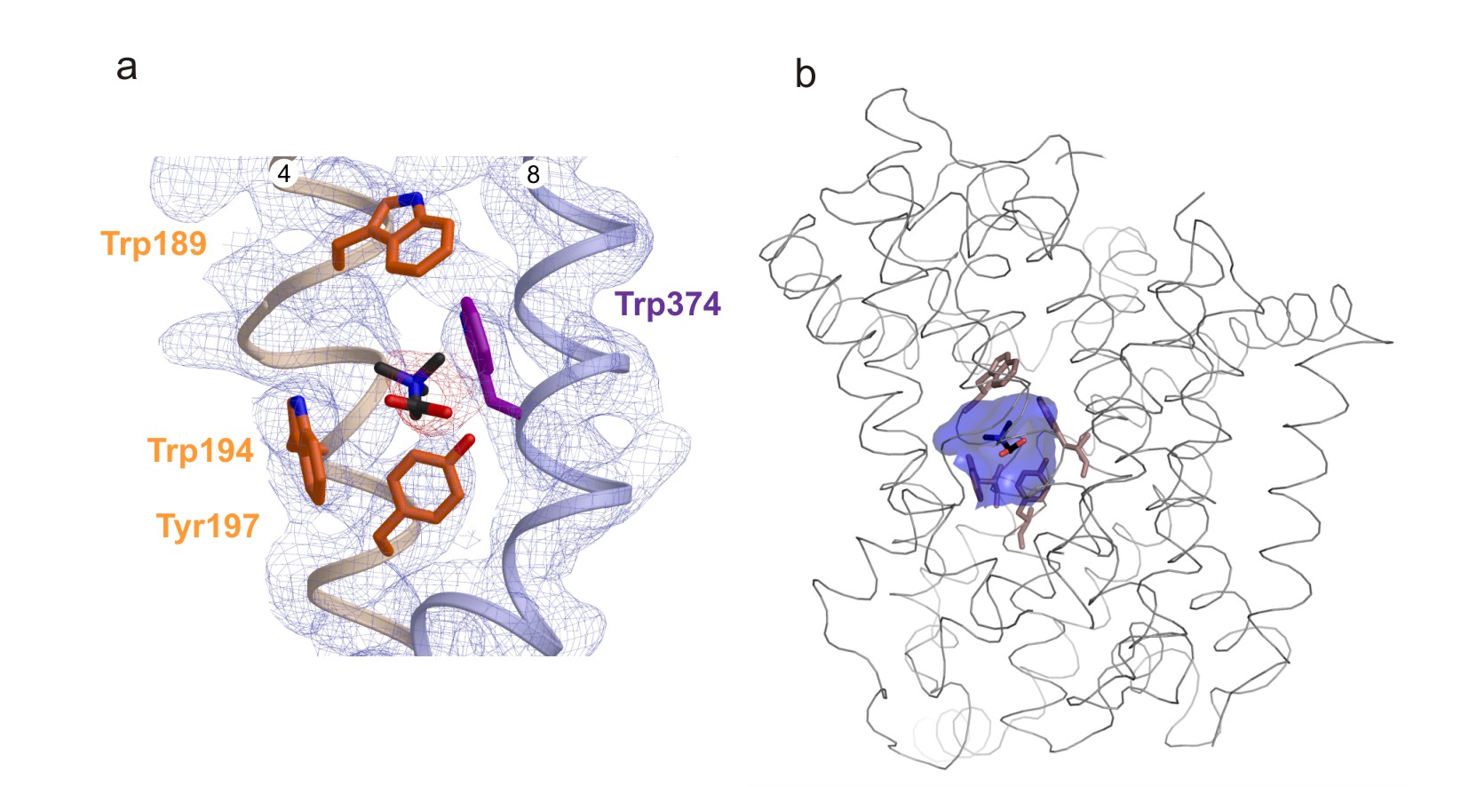 The betaine-binding site in BetP