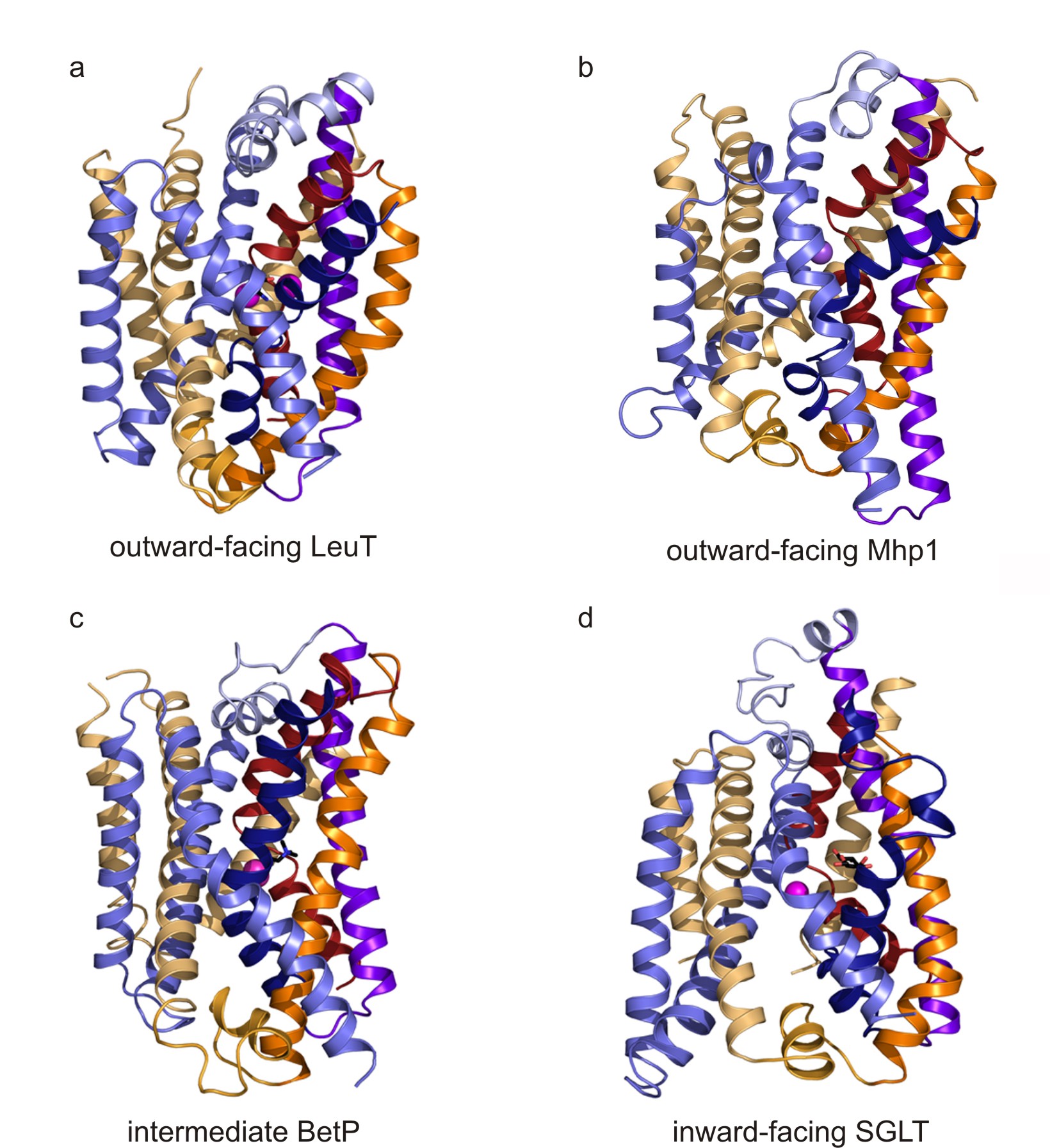 Four transporter with inverted repeat motif.