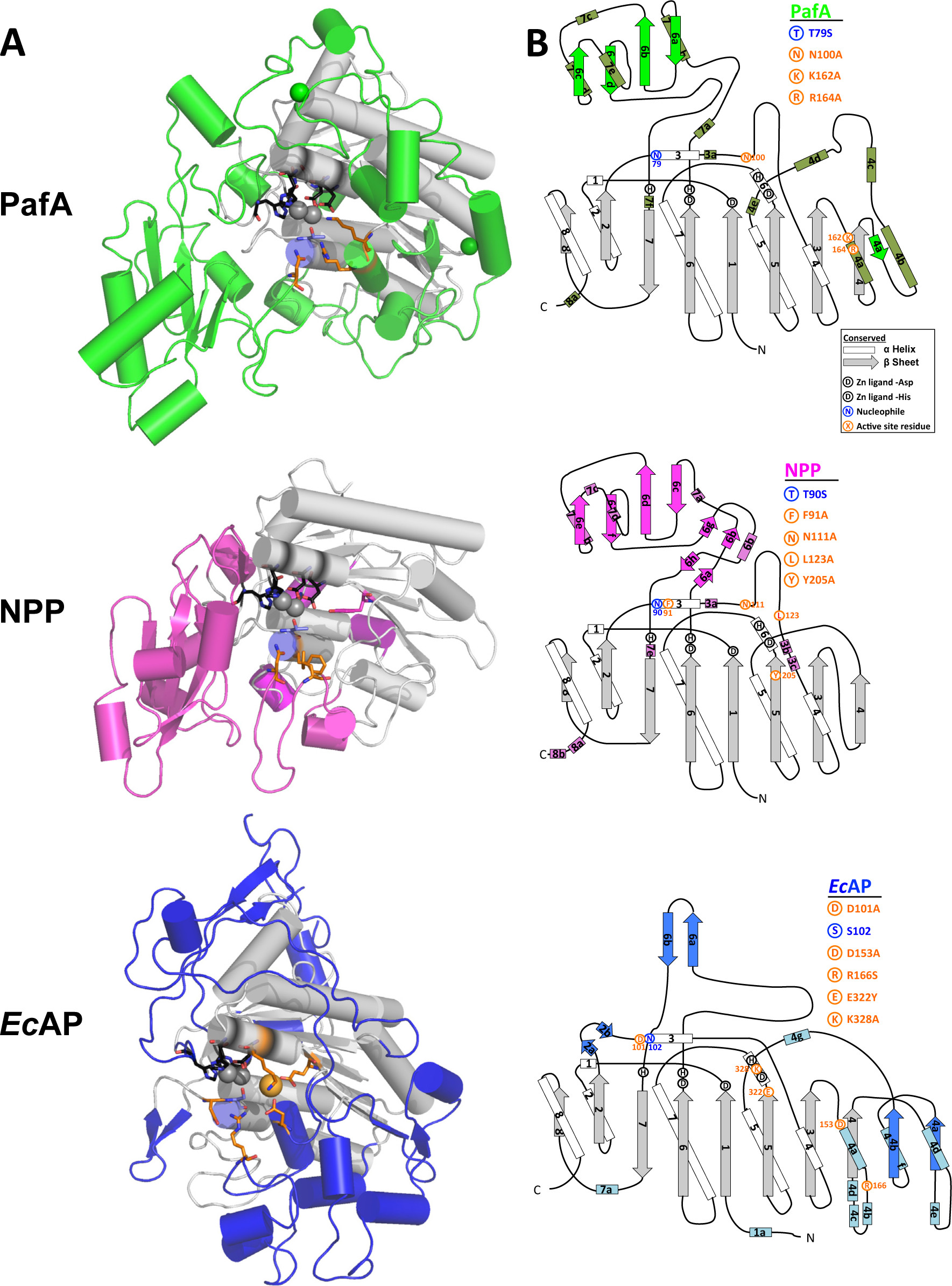 Global structure and active site of PafA, NPP, and EcAP.
