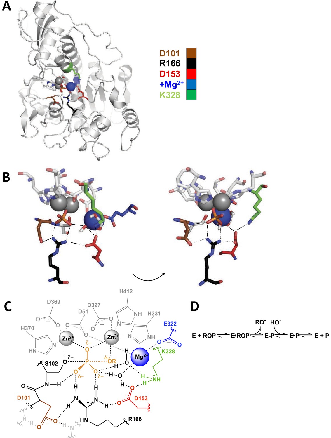 Alkaline phosphatase (AP) structure and active site.