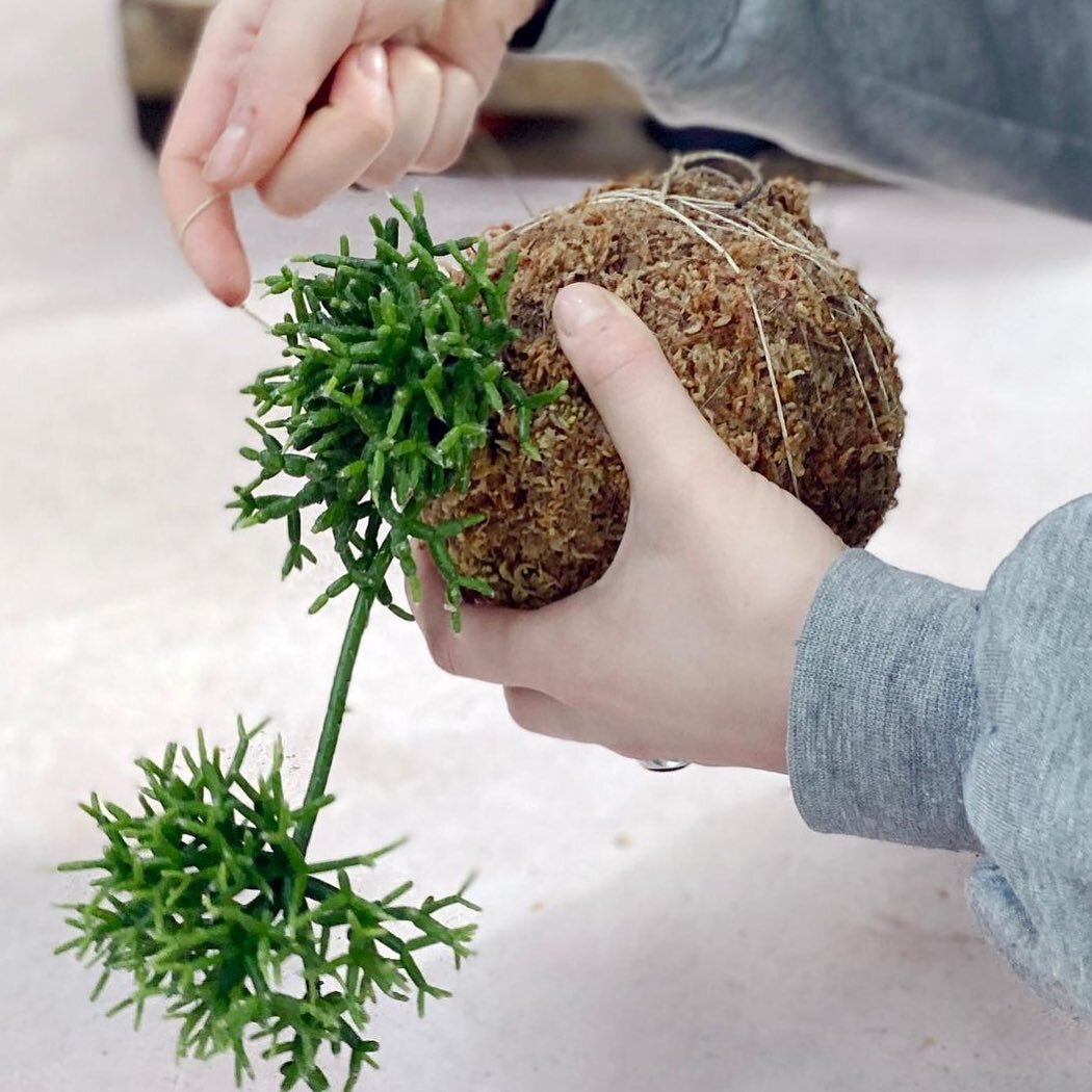 Meanwhile at @babylonstore.nz &hellip;.Fancy trying your hand at making kokedama? You can now purchase kits In-Store or online. If you need a bit of extra guidance then why not take one of our classes? Full details on our store website💚