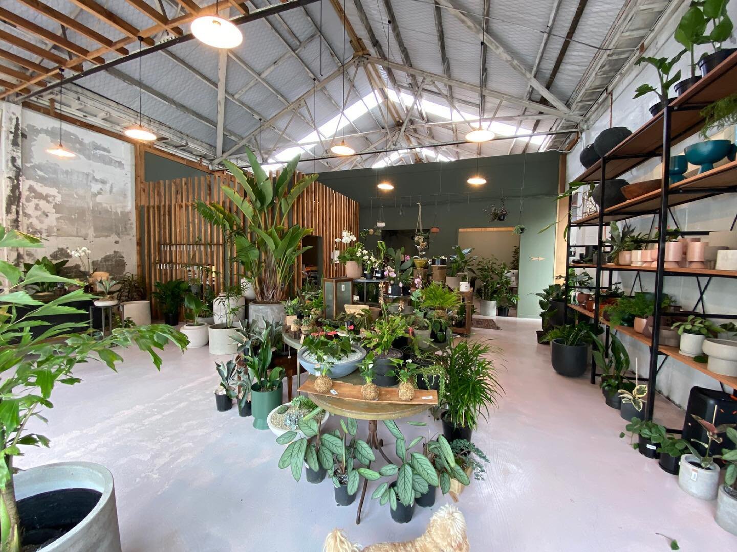 Have you visited our beautiful new store yet? Our goal is to offer you the best selection for pots and planters, for your plant babies courtyard/balcony gardens, with plants to suit all conditions. anything different or new goes fast though so pop in