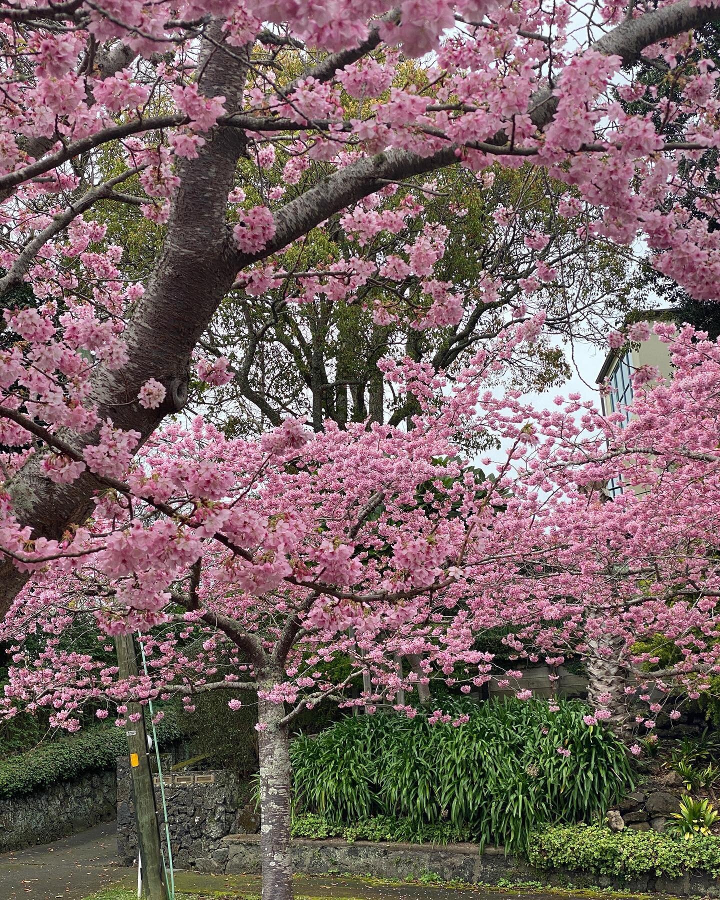 It maybe lockdown but it&rsquo;s Sakura time too, might to not have even noticed otherwise, there&rsquo;s a silver lining 🌸