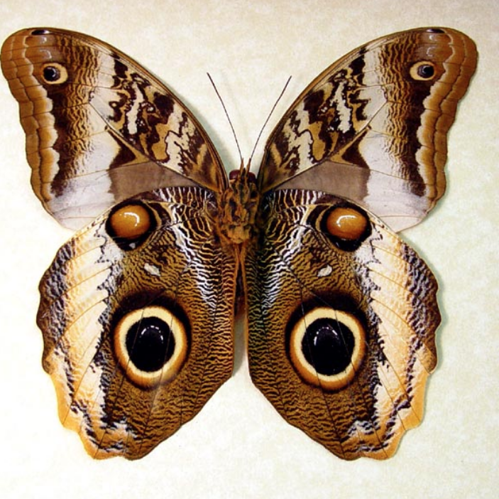 Butterfly.jpg