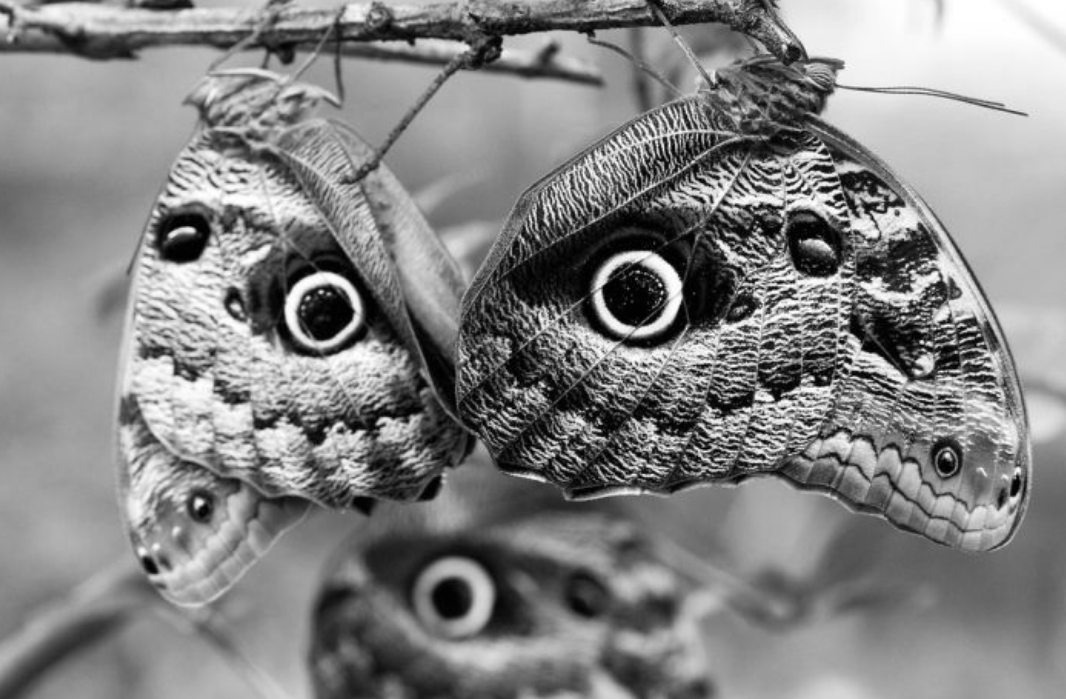 Owl Eyes.png