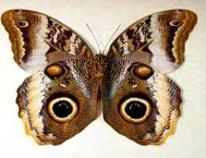 Butterfly.jpg