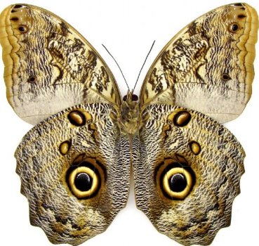 Preserved Butterfly Mask.png