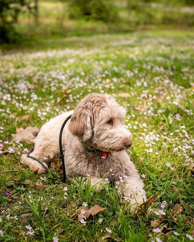 13/52 This pup right here is my best friend. She makes for the best company and is the kindest and sweetest dog I&rsquo;ve ever known. She&rsquo;s gonna be the sweetest big sister and friend to our baby. I told you you&rsquo;d see a lot of pictures o