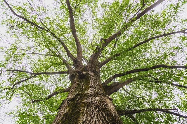 15/52 Big Mama, that&rsquo;s what I call our ginormous tree in our front yard. I got to watch her bloom this year because of Covid, so that&rsquo;s a positive!