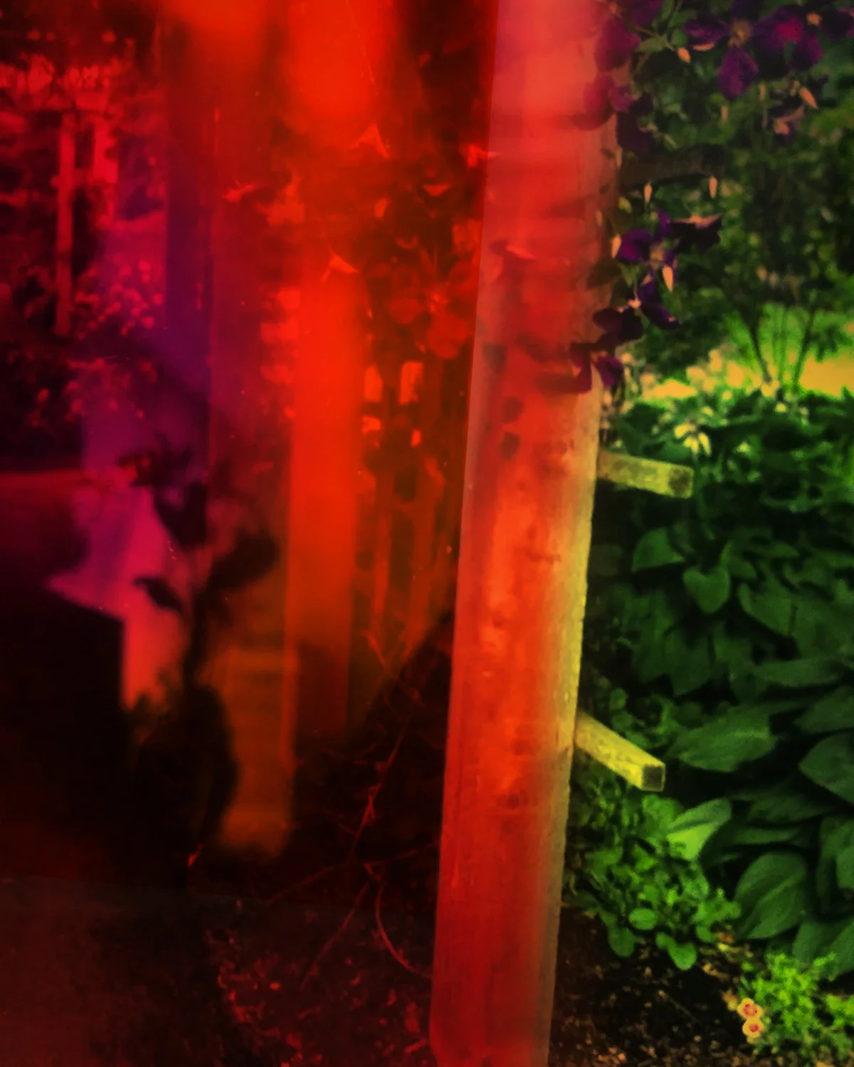 flowerinadream.jpg