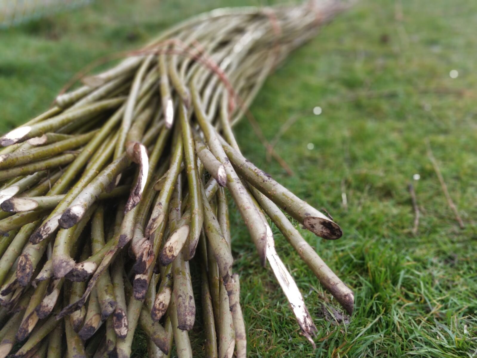 WhatsApp Image 2018-03-20 at 14.51.06 (1).jpeg