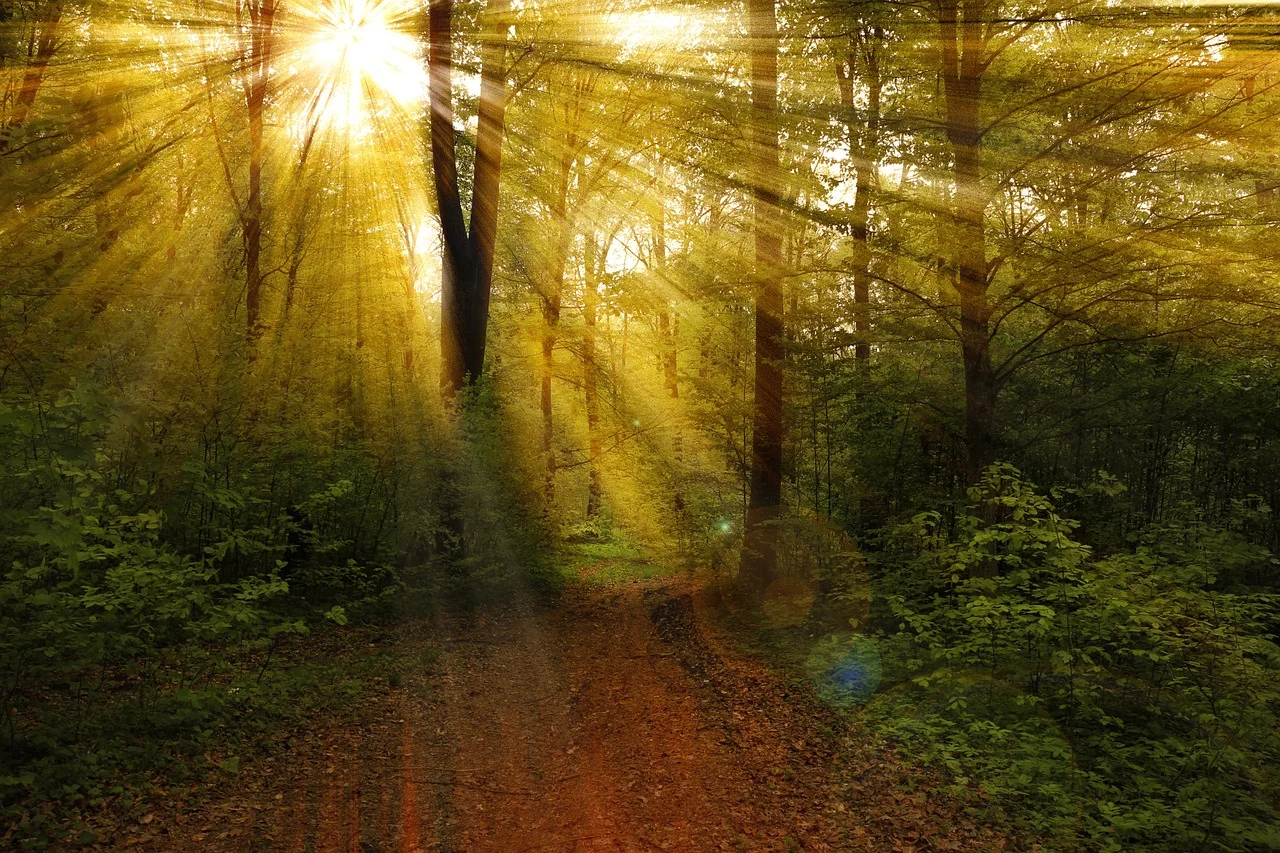 Sunlight thru trees.jpg