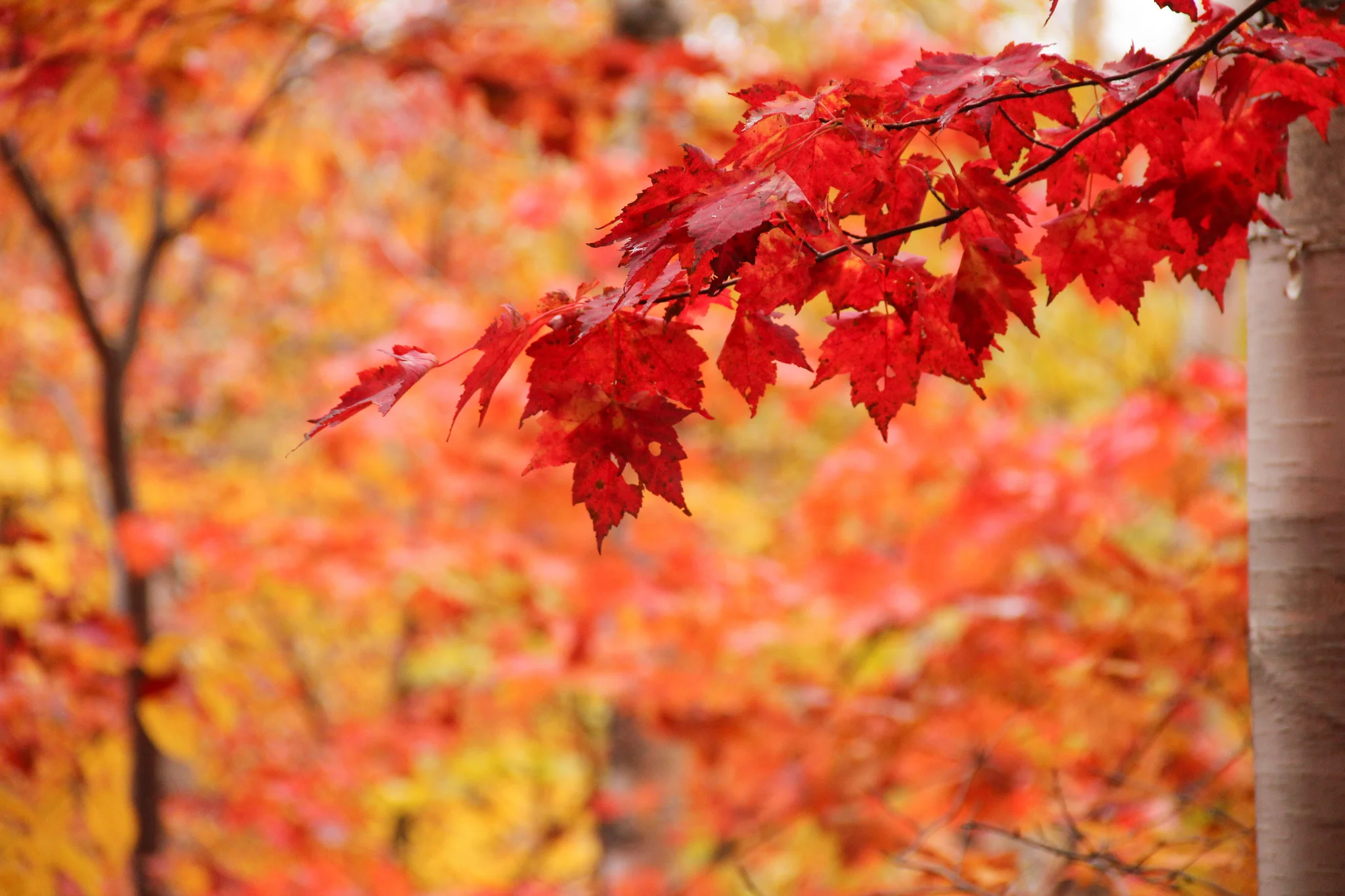 Fall Leaves.jpg