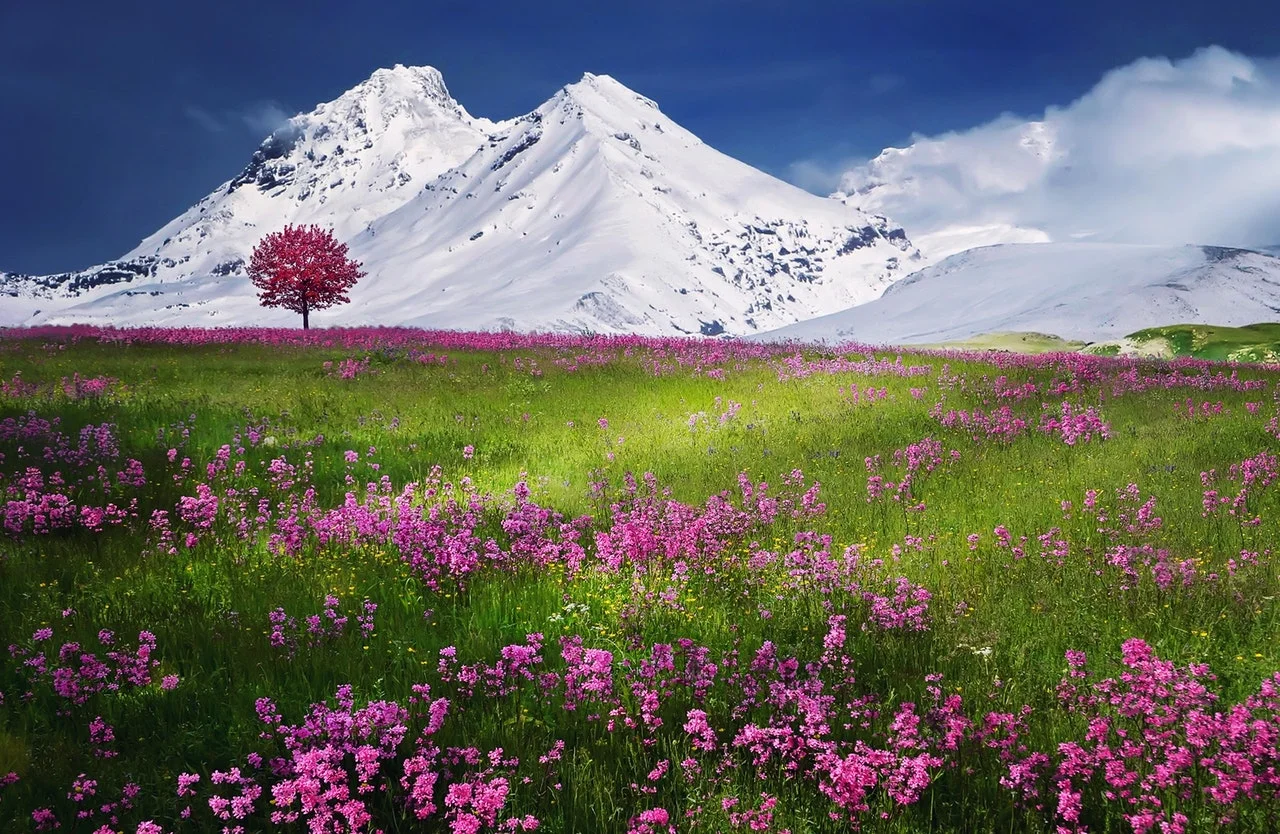 Stress Management Spring_flowers and snowy mountains.jpg