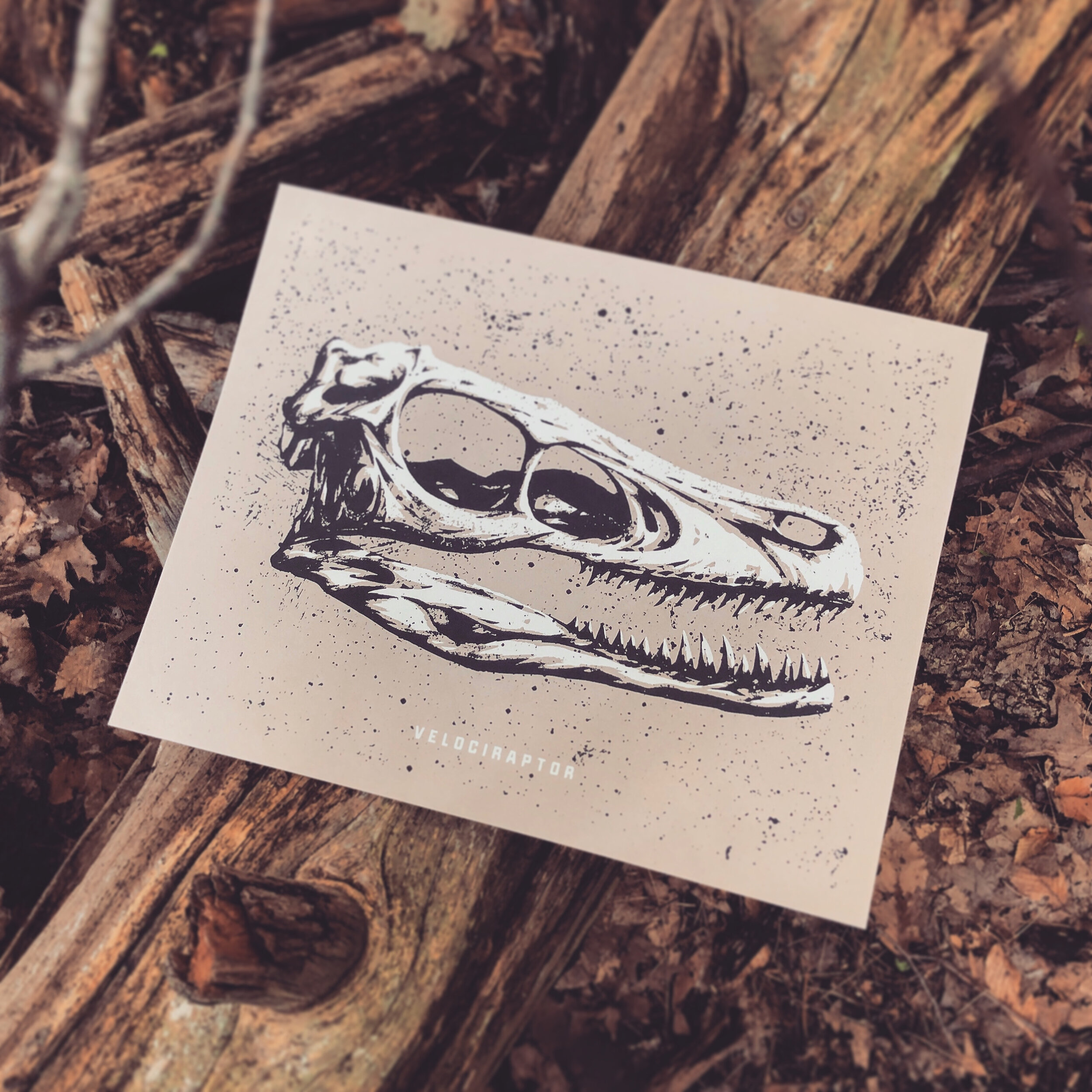 Velociraptor Skull