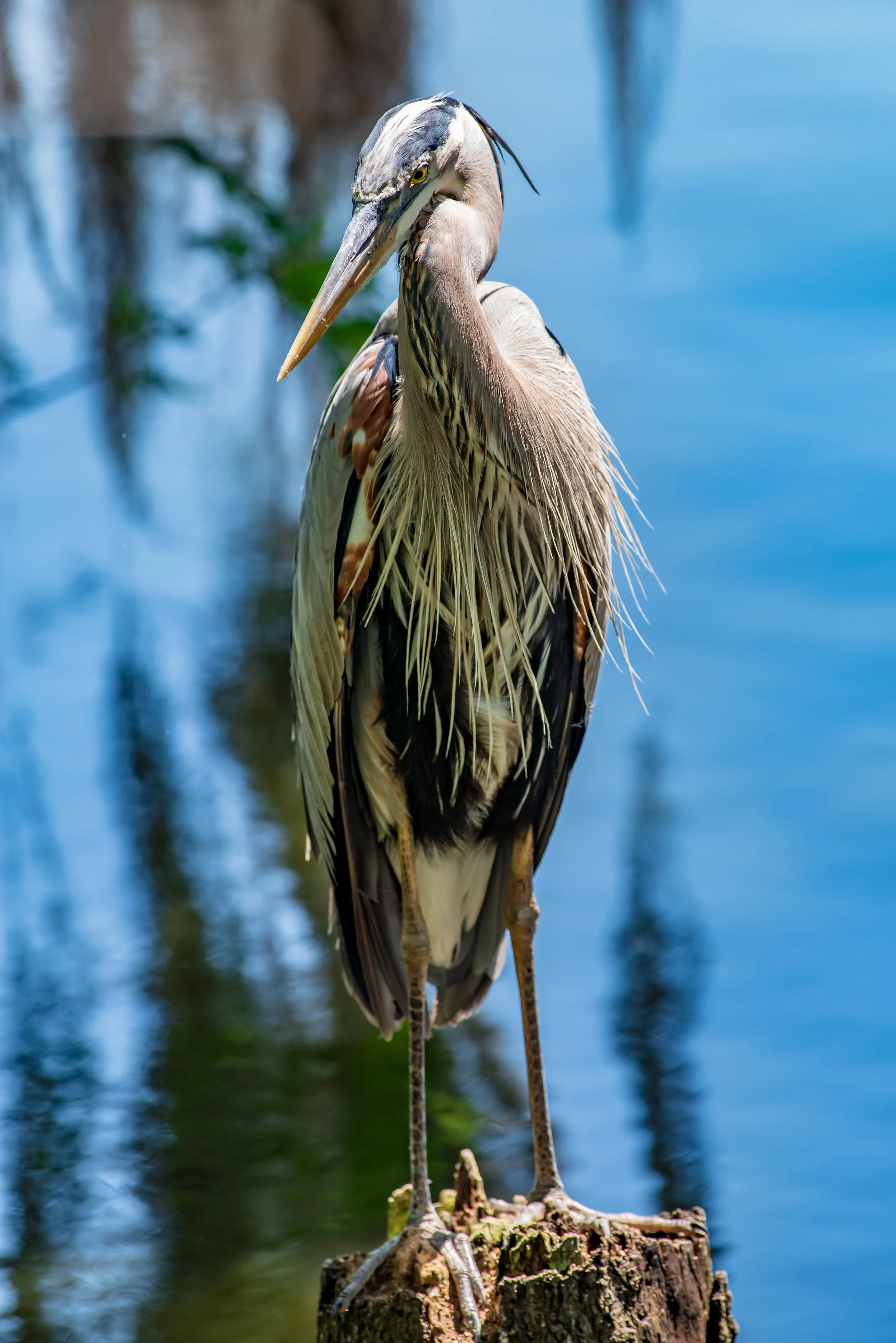 3. Blue Heron.jpg