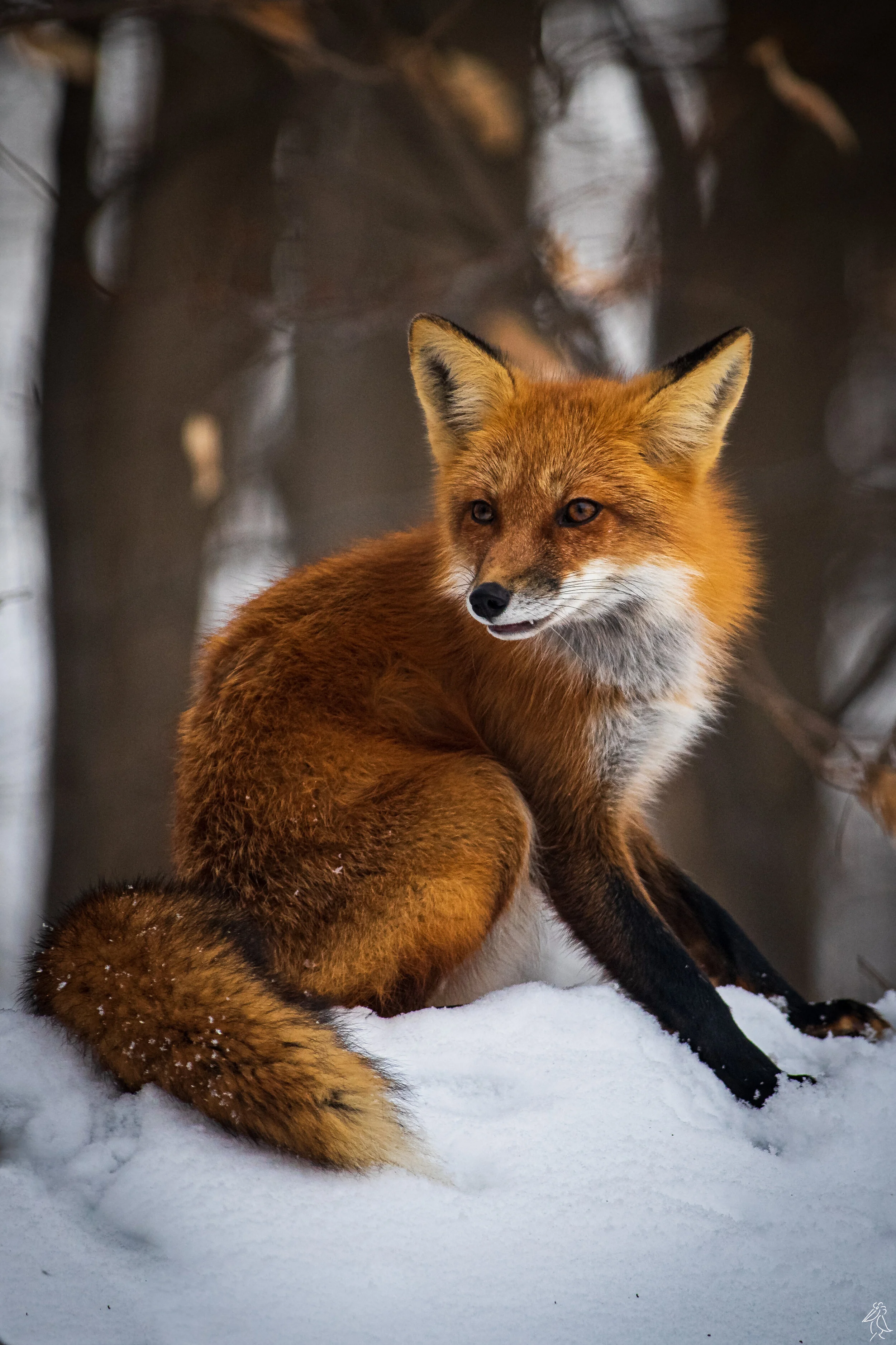 8. Fox on the roof.jpg